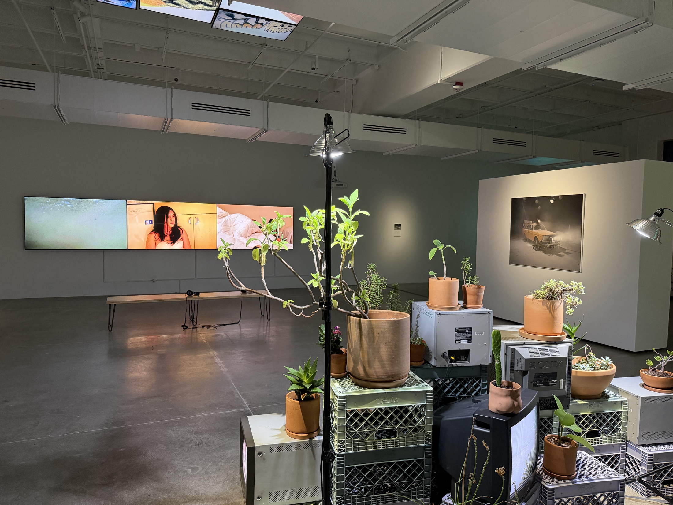 Installation view of Off-Screen Space, with plants and CRT monitors in the foreground.